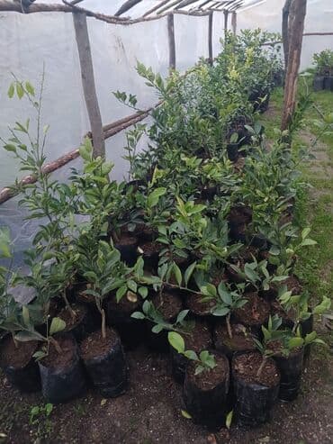 Bitki dərmanları: Məhsul: Fidanlar və landşaft üçün dekorativ bitkilər Təsvir: - lalafo.az -da — 2 Bitki dərmanları: Məhsul: Fidanlar və landşaft üçün dekorativ bitkilər Təsvir: - — 2