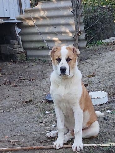 Alabay, 8 ay, Erkek, Peyvəndli, Ünvandan götürmə, Pulsuz çatdırılma, Ödənişli çatdırılma lalafo.az -da Alabay, 8 ay, Erkek, Peyvəndli, Ünvandan götürmə, Pulsuz çatdırılma, Ödənişli çatdırılma