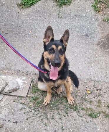 Alman çoban iti, 9 ay, Dişi, Peyvəndli, Ünvandan götürmə lalafo.az -da Alman çoban iti, 9 ay, Dişi, Peyvəndli, Ünvandan götürmə