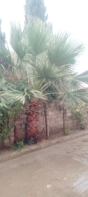 Dekorativ palma ağacı - Növ: Fan formalı yarpaqları olan dekorativ lalafo.az -da Dekorativ palma ağacı - Növ: Fan formalı yarpaqları olan dekorativ