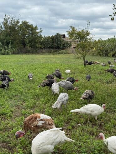 Erkək, Damazlıq, Ödənişli çatdırılma lalafo.az -da Erkək, Damazlıq, Ödənişli çatdırılma