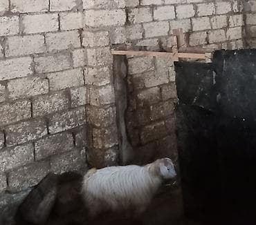 Cebiw 155 manat kodur erkek di wap yaz - Təyinat: damazlıq və ya lalafo.az -da Cebiw 155 manat kodur erkek di wap yaz - Təyinat: damazlıq və ya