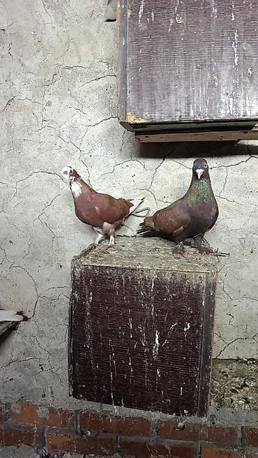 Satılır, qiymət 30 azn lalafo.az -da Satılır, qiymət 30 azn