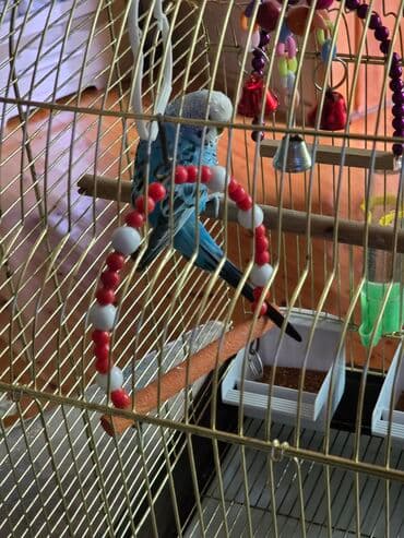 Qəfəs aksesuarlar quşla birgə satılır real alıcılar narahat etsin lalafo.az -da — 5 Qəfəs aksesuarlar quşla birgə satılır real alıcılar narahat etsin — 5