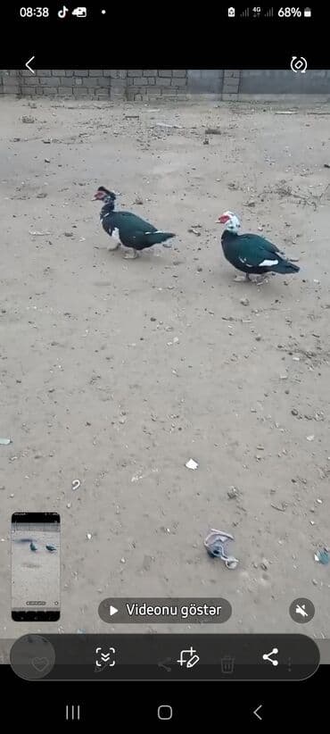 Kq 12 m diri halda satilir - Növ: Muskoviy/indoşka - Rəng lalafo.az -da Kq 12 m diri halda satilir - Növ: Muskoviy/indoşka - Rəng