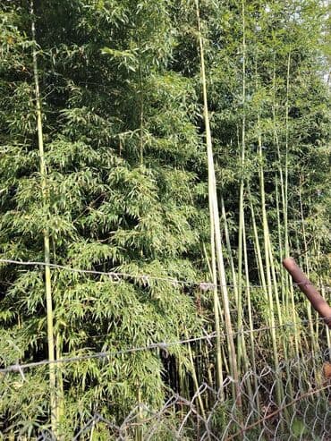 Uzun Qamizlar uzunlugu Teqriben 8-12 metr Diymetri 32-76 Qiymetde lalafo.az -da Uzun Qamizlar uzunlugu Teqriben 8-12 metr Diymetri 32-76 Qiymetde