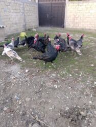 20ədəd hinduşka satılır.7 atmışdılar hamisi sağlamdır . İsmayıllıda lalafo.az -da 20ədəd hinduşka satılır.7 atmışdılar hamisi sağlamdır . İsmayıllıda