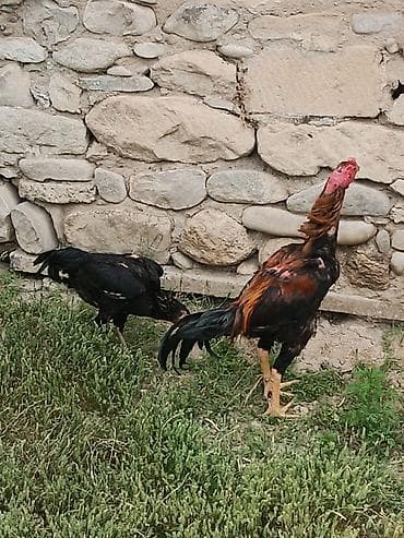 Xoruz, il: 1, Ünvandan götürmə lalafo.az -da Xoruz, il: 1, Ünvandan götürmə