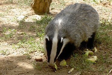 Avropa porsuq – təhsil və müşahidə məqsədləri üçün canlı heyvan - lalafo.az -da Avropa porsuq – təhsil və müşahidə məqsədləri üçün canlı heyvan -