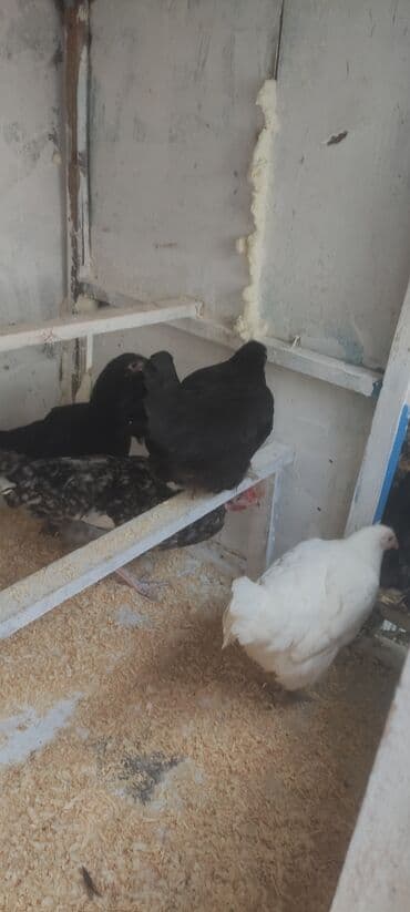 Toyuq, Yumurtalıq lalafo.az -da Toyuq, Yumurtalıq