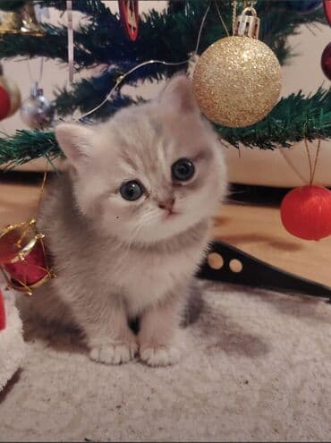 Qızıl şinşilla, Dişi, Yaxşı əllərə, Ünvandan götürmə lalafo.az -da Qızıl şinşilla, Dişi, Yaxşı əllərə, Ünvandan götürmə