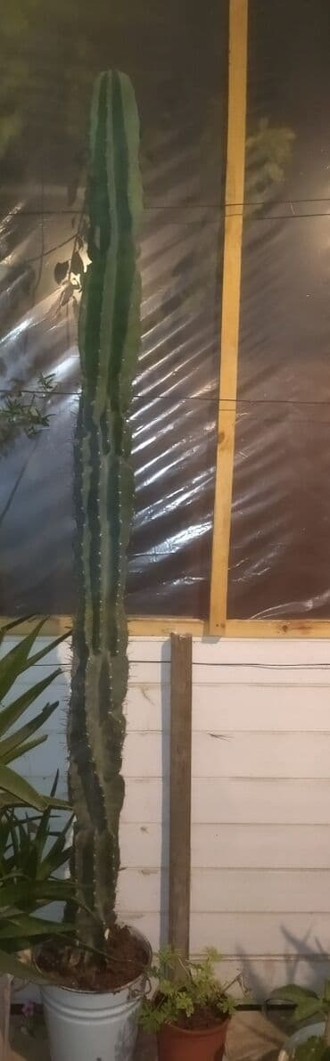 Məhsul: Hündür dekorativ sütunvari kaktus (ehtimalən Cereus/peru lalafo.az -da Məhsul: Hündür dekorativ sütunvari kaktus (ehtimalən Cereus/peru