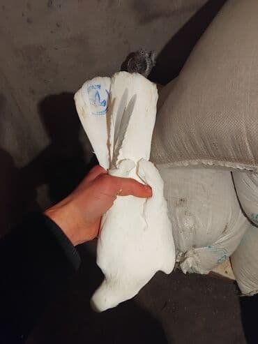 Ağ və ağ-qara rəng çalarlarında dekorativ və uçuş üçün yetişdirilən lalafo.az -da Ağ və ağ-qara rəng çalarlarında dekorativ və uçuş üçün yetişdirilən