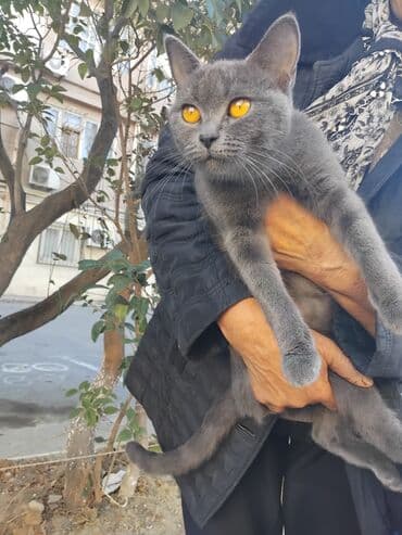 Rus mavi, Dişi, Yaxşı əllərə lalafo.az -da Rus mavi, Dişi, Yaxşı əllərə