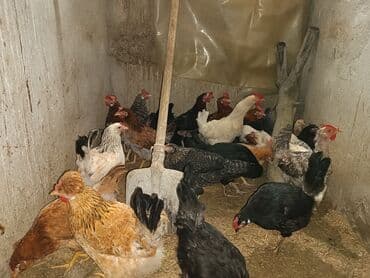 Əvvəla hamıya salam.Diqqətlə oxuyun zəhmət olmasa.Deməli öz həyətimin lalafo.az -da Əvvəla hamıya salam.Diqqətlə oxuyun zəhmət olmasa.Deməli öz həyətimin