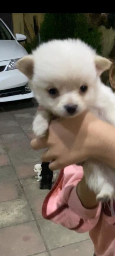 6 ay, Erkek lalafo.az -da 6 ay, Erkek