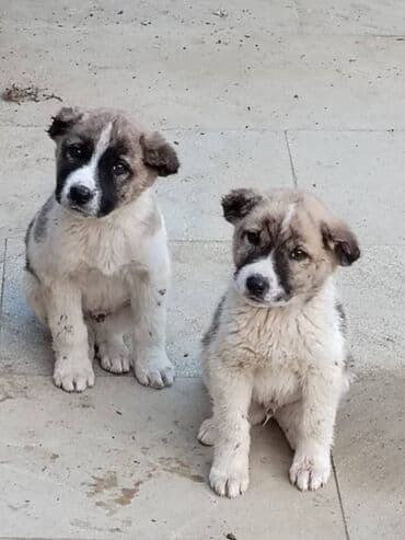 Qurdbasar, 1 ay, Erkek, Ödənişli çatdırılma lalafo.az -da Qurdbasar, 1 ay, Erkek, Ödənişli çatdırılma