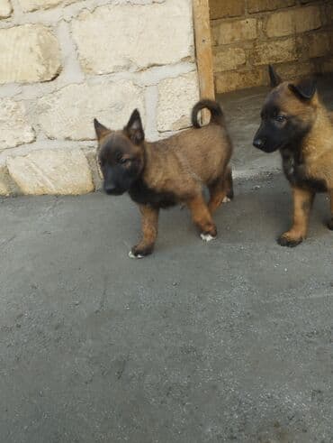 Belçika çoban iti, 1 ay, Ödənişli çatdırılma lalafo.az -da Belçika çoban iti, 1 ay, Ödənişli çatdırılma