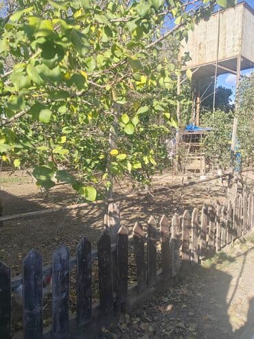 16000 sot, Kənd təsərrüfatı lalafo.az -da 16000 sot, Kənd təsərrüfatı