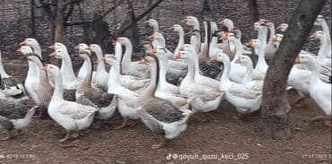 Linda kuban qaz yumurtası satılır
nəqədər lazımdırsa var lalafo.az -da Linda kuban qaz yumurtası satılır
nəqədər lazımdırsa var
