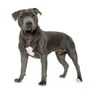 Pitbull pulsuz verilir vopsapa yazun lalafo.az -da Pitbull pulsuz verilir vopsapa yazun