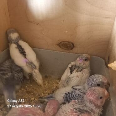 6 eded bala qalib tek tek 15 6 sinda gotren olsa endirim olacaq quslar lalafo.az -da 6 eded bala qalib tek tek 15 6 sinda gotren olsa endirim olacaq quslar