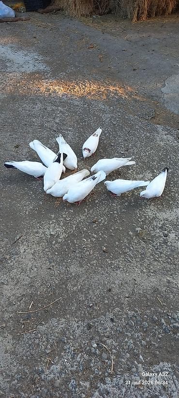 Unvan Lənkəran.Tam sağlam yuksəkdən uçuşu olan göyərçinlər.Bakıya lalafo.az -da Unvan Lənkəran.Tam sağlam yuksəkdən uçuşu olan göyərçinlər.Bakıya