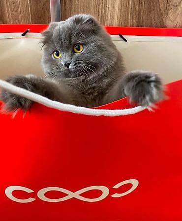 Britan, Erkək, Cütləşmə üçün lalafo.az -da Britan, Erkək, Cütləşmə üçün