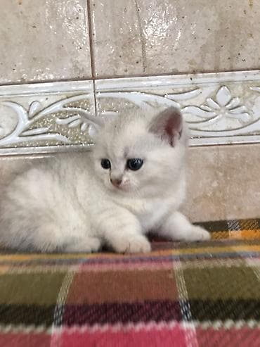 Şinşilla lalafo.az -da Şinşilla