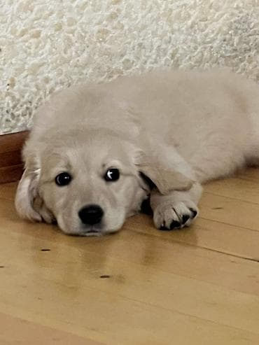2 ay, Dişi lalafo.az -da 2 ay, Dişi