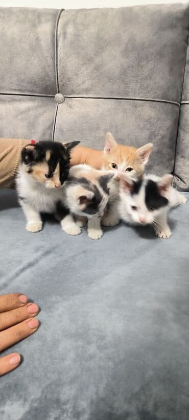 Yaxşı əllərə, Ünvandan götürmə lalafo.az -da Yaxşı əllərə, Ünvandan götürmə