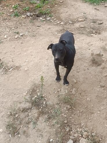 İt – qara rəngli, qısa tüklü, əzələli və kompakt bədənli. - Orta lalafo.az -da İt – qara rəngli, qısa tüklü, əzələli və kompakt bədənli. - Orta