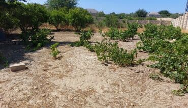 12 sot, Tikinti, Maklerlər narahat etməsin, Kupça (Çıxarış) lalafo.az -da 12 sot, Tikinti, Maklerlər narahat etməsin, Kupça (Çıxarış)