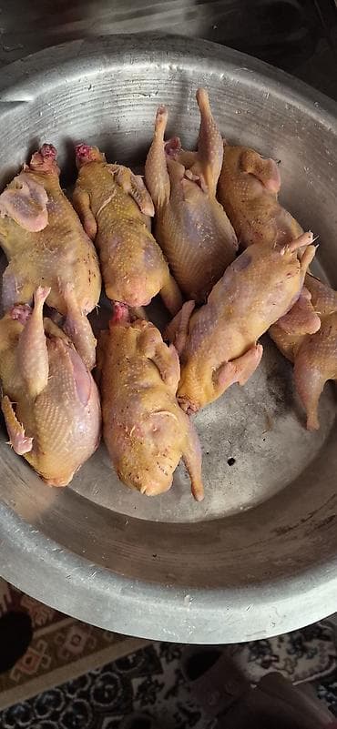 Qırqovul: Məhsul: bildirçin əti və bildirçin yumurtası Təsvir: - Təmizlənmiş lalafo.az -da — 2 Qırqovul: Məhsul: bildirçin əti və bildirçin yumurtası Təsvir: - Təmizlənmiş — 2