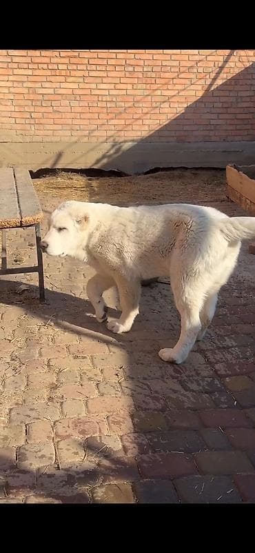 Məhsul: İt – iri cüssəli, ağ tüklü, qısa qulaqlı balaca (molasoid lalafo.az -da Məhsul: İt – iri cüssəli, ağ tüklü, qısa qulaqlı balaca (molasoid