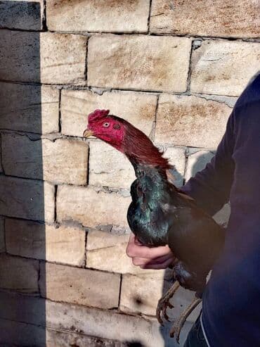 Xoruz, Heyratı, il: 1, Ünvandan götürmə lalafo.az -da Xoruz, Heyratı, il: 1, Ünvandan götürmə