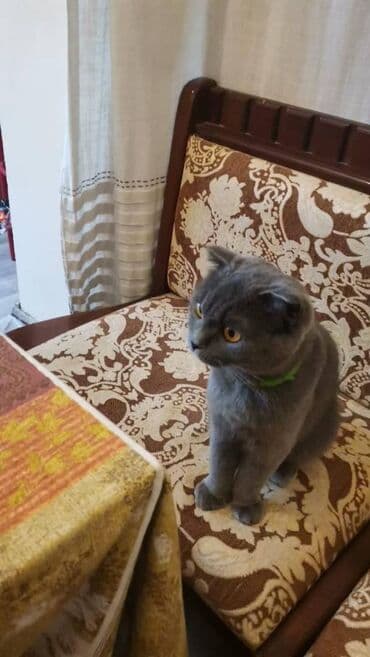 Şotland yastı qulaq, Dişi, Yaxşı əllərə, Ödənişli çatdırılma lalafo.az -da Şotland yastı qulaq, Dişi, Yaxşı əllərə, Ödənişli çatdırılma