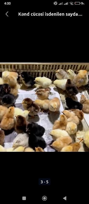 Toyuq cücələri, Ətlik lalafo.az -da Toyuq cücələri, Ətlik