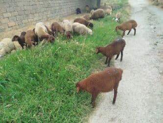 Erkək, Qala, il: 1, 50 kq, Damazlıq, Ünvandan götürmə lalafo.az -da Erkək, Qala, il: 1, 50 kq, Damazlıq, Ünvandan götürmə