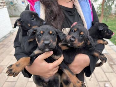 Doberman, 2 ay, Ünvandan götürmə lalafo.az -da Doberman, 2 ay, Ünvandan götürmə