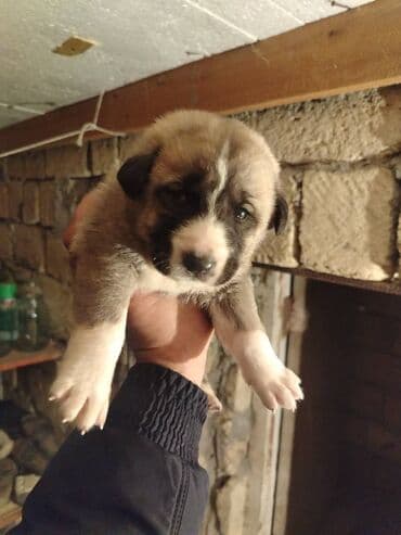 Qurdbasar, 1 ay, Erkek, Pulsuz çatdırılma lalafo.az -da Qurdbasar, 1 ay, Erkek, Pulsuz çatdırılma