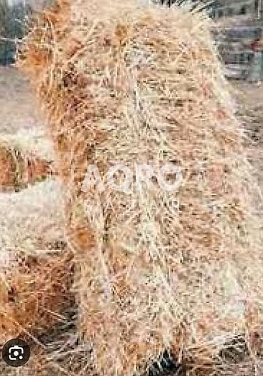 Ot presi satılır, Bəbəli kəndində. Çəkisi 25-30kg - 1 ədəd 2 manat 30 lalafo.az -da Ot presi satılır, Bəbəli kəndində. Çəkisi 25-30kg - 1 ədəd 2 manat 30