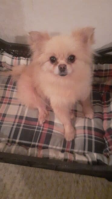 Şpitz, 2 ay, Dişi, Pulsuz çatdırılma lalafo.az -da Şpitz, 2 ay, Dişi, Pulsuz çatdırılma