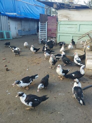 Dişi, | Lal ördək, Damazlıq, Ünvandan götürmə lalafo.az -da Dişi, | Lal ördək, Damazlıq, Ünvandan götürmə