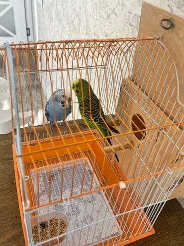 Лекарства для животных: Dalğalı iki cüt tutuquşular tam dəst qəfəs və yuvalıq ile bir yerde at lalafo.az — 3 Лекарства для животных: Dalğalı iki cüt tutuquşular tam dəst qəfəs və yuvalıq ile bir yerde — 3