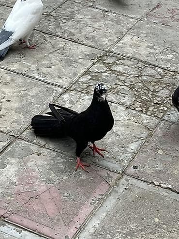20 tuk cibas maya unvan sabuncu lalafo.az -da 20 tuk cibas maya unvan sabuncu