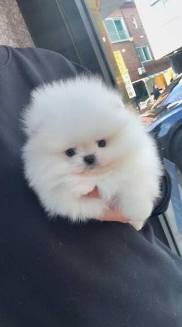 Şpitz, 2 ay, Sənədli lalafo.az -da Şpitz, 2 ay, Sənədli