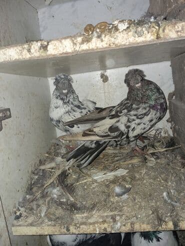 Cütlük ev göyərçin - Rəng: xallı-boz və ağ qarışıq, boyun hissəsində lalafo.az -da Cütlük ev göyərçin - Rəng: xallı-boz və ağ qarışıq, boyun hissəsində