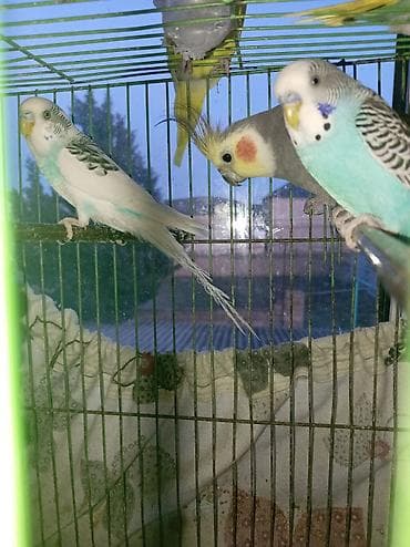 Karela quşu 65 azn, məhebet quşu 12 azn lalafo.az -da Karela quşu 65 azn, məhebet quşu 12 azn