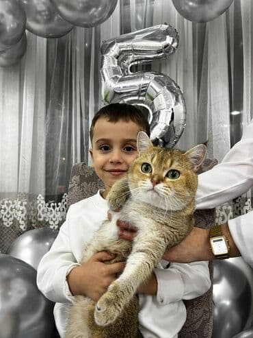 Britan, Erkək, Cütləşmə üçün lalafo.az -da Britan, Erkək, Cütləşmə üçün